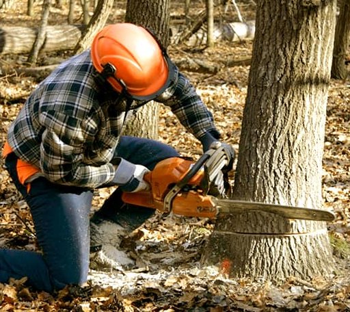 Tree Removal in Bennington, OK